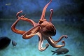 Chobotnice - zázraky z mora: Chápadlá namiesto ňufáka