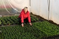 Opatrenia ničia pestovateľke Henriete biznis: Skvelú úrodu nemám kde predávať