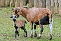 Babyboom v košickej Zoo! Nebudete sa vedieť rozhodnúť, ktoré mláďatko je roztomilejšie