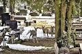 Smútok návštevníkov v Košiciach vystriedalo prekvapenie: Aha, kto sa zabýval na miestnom cintoríne