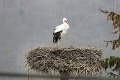 Symbol jari sa vrátil do Nižnej Olšavy: Samica bociana chystá hniezdo pre rodinku