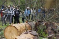 Poľsko pľuje do tváre našej matke Zemi: Obnoví ťažbu dreva v chránenom Bielovežskom pralese