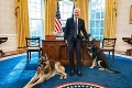 Biden prišiel o svojho psa: Prečo musel vlčiak preč z Bieleho domu? Chúlostivý incident