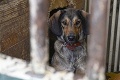 Smutné osudy psíkov v útulku: Niektoré čakajú na svojho majiteľa aj 5 rokov
