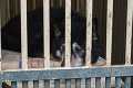 Smutné osudy psíkov v útulku: Niektoré čakajú na svojho majiteľa aj 5 rokov
