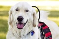 Zlatý retriever Sampson vyzerá ako každý iný pes: Jeho schopnosti vás ohúria