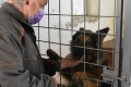Pandémia zvýšila adopciu psíkov, teraz ukazuje odvátenú tvár: O koho nie je v Žiari nad Hronom viac záujem?