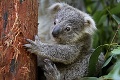 Mláďa prišlo na svet rok po požiaroch v Austrálii: Koala hviezdou zoo