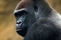 Tieto zábery vojdú do dejín: V Nigérii odfotili kriticky ohrozené gorily! Aha, s kým ich prichytili