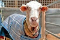V austrálskej divočine našli zanedbanú ovcu: Neuveríte, z koľkých kíl rúna ju vyzliekli