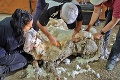 V austrálskej divočine našli zanedbanú ovcu: Neuveríte, z koľkých kíl rúna ju vyzliekli