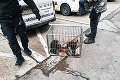 Otrasný nález v bratislavskom Ružinove: Hrôza, na čo narazili hasiči v paneláku!