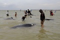 Zábery, ktoré trhajú srdce: Pri indonézskom ostrove uhynulo 46 delfínov