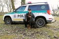 Netradičná anketa strážcov zákona: Z ktorého chlpáča bude najsympatickejší policajný pes Slovenska?