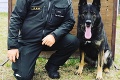 Netradičná anketa strážcov zákona: Z ktorého chlpáča bude najsympatickejší policajný pes Slovenska?