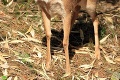 Veľká radosť v bojnickej zoo: Okatý prírastok si získa vaše srdcia!