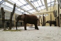 Zoo Bojnice vítala návštevníkov i v tomto období: Zásadná zmena pre zvieratá, toto si mnohí ľudia neuvedomujú