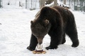 Filmové hviezdy z liptovskej zoo: Medveď Vilko dostal pusu od Orlanda Blooma!