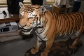 Zábery, z ktorých vám stisne srdce: Ján v Afrike ulovil tigra, môže skončiť za mrežami na niekoľko rokov