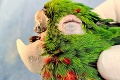 Ošetrovatelia pomohli papagájovi v hodine dvanástej: Zobák z umelých nechtov