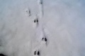 V bielej prikrývke môžete nájsť stopy lesných zvierat: Viete, komu patria odtlačky v snehu?