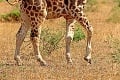 Vedci v Afrike nemohli uveriť: Také žirafy ešte svet nevidel, chýba im hormón