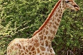 Vedci v Afrike nemohli uveriť: Také žirafy ešte svet nevidel, chýba im hormón