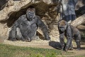 Koronavírusom sa nakazili už aj gorily v zoo: Aké majú zvieratá príznaky?