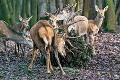 Po Vianociach sa tešili najmä zvieratká: Stromčeky im spestrili jedálniček! Zoo však varuje pred jednou vecou