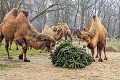 Po Vianociach sa tešili najmä zvieratká: Stromčeky im spestrili jedálniček! Zoo však varuje pred jednou vecou