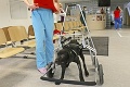 Zúbožené šteniatko Amor bojuje o život ako lev: Prvé kroky na špeciálnom vozíku