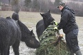 Zoo sa oplatí navštíviť aj v zime: Ktoré zvieratá teraz v Košiciach uvidíte, a na ktoré môžete zabudnúť?