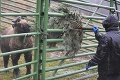 Zoo sa oplatí navštíviť aj v zime: Ktoré zvieratá teraz v Košiciach uvidíte, a na ktoré môžete zabudnúť?