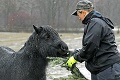 Zoo sa oplatí navštíviť aj v zime: Ktoré zvieratá teraz v Košiciach uvidíte, a na ktoré môžete zabudnúť?