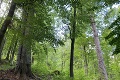 Boj slovenských lesníkov proti klimatickým zmenám: Vlani vysadili cez 16 miliónov stromov