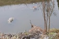 Otrasný nález v Malinove: Vo vodnom kanáli boli mŕtve telá mačky a psov