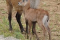 Nevinná zábavka sa môže zmeniť na pohromu: Keď to v zoo uvideli ráno po Silvestri, postavili sa im vlasy dupkom!