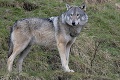 Vlk dravý spôsobil vlani rekordnú škodu: Takýto postoj štátu je vo svete ojedinelým javom