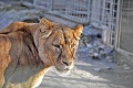 Z huňatých klbiek v liptovskej zoo sú po 5 rokoch riadne šelmy: Aslan skončil pod papučou!