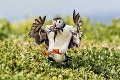 Cenu Fotografia vtáka roka získal rybárik kŕmiaci mladé: Aj ja som hladný!