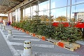 Koľko vysolíte za vianočný stromček v Bratislave? Cena sa môže vyšplhať poriadne vysoko