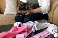 Majiteľka mačky v rozpakoch: To, čo doniesla domov, musela predýchať