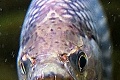 Exotický unikát v bojnickej zoo: Pohľad do čeľustí tejto ryby vzbudzuje hrôzu