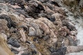 Telá mŕtvych noriek vyvolávajú obavy: Ich rozklad môže znečistiť životné prostredie