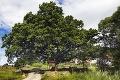 Strom roka pri Rožňave má už takmer 4 storočia: Drnavský dub pamätá i Komenského