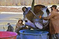 Záchranná akcia na Ružinej: Z priehrady vylovia tony rýb! Plávajú tam aj 100-kiloví obri