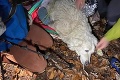 Dojímavá záchrana v Slovenskom raji: Vďaka pomoci turistov uvidel vysilený psík opäť svoju rodinu