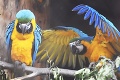 Indonézska polícia objavila desiatky papagájov v hroznom stave: Toto robia pytliaci vzácnym ohrozeným vtákom