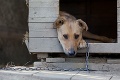 Sloboda zvierat bije na poplach: Tisíce psov ostanú na reťaziach, tvrdá výčitka ministerstvu
