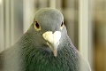 Výletníci našli správu, ktorú pred 110 rokmi stratil poštový holub: V múzeu sú z nej hotoví